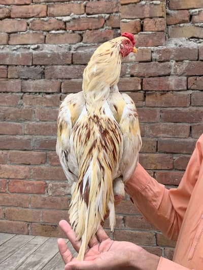 Adnan Aseel 03076748257