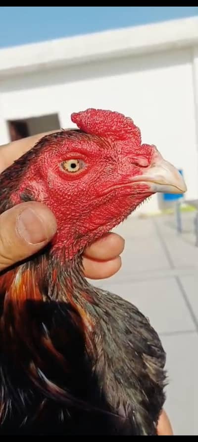 thaii aseel male aseel old blood line pakistani madi