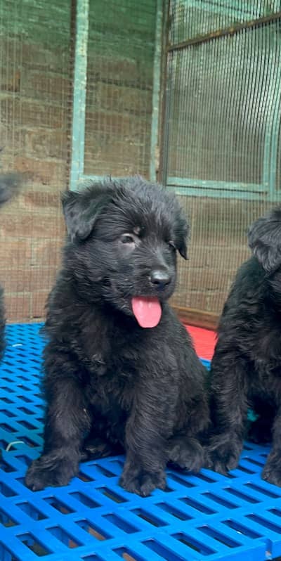 Top Quality Black german shephard puppies