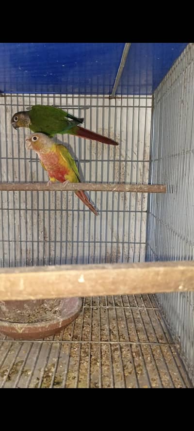 Pineapple x yellow sided conure pair