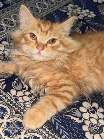 Persian kitten