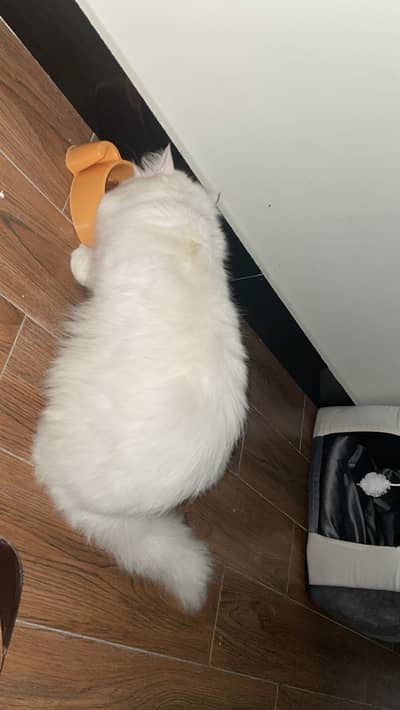 Cat Male 2 year Available For sale