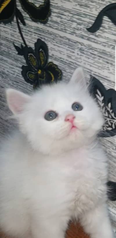 Kittens | Persian Kittens | Double Coated Kittens | Kittens For Sale