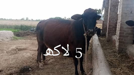 فریزن کراس گائے