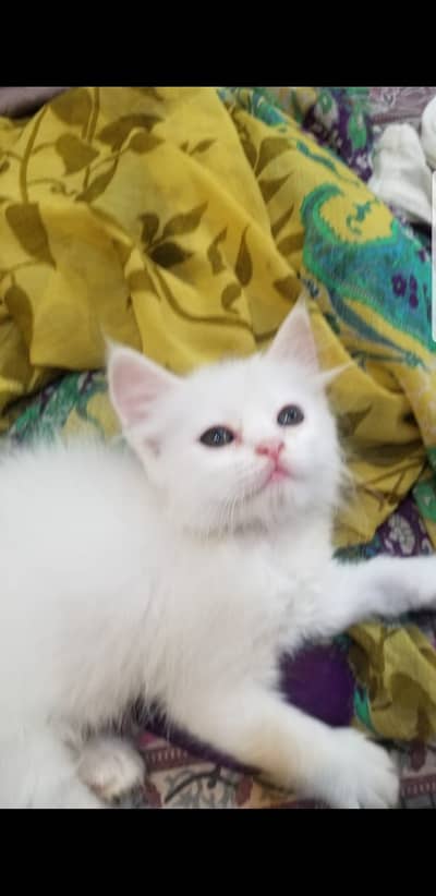 Persian Kittens | Persian Cat | Double Coated / Kittens For Sale