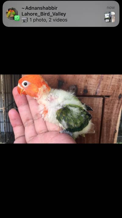 Love birds babies