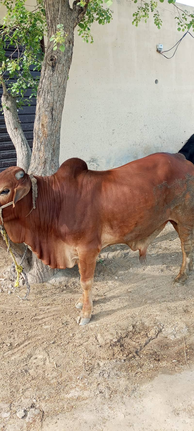 ایک عدد بچھڑا فور سیل قیمت تین لاکھ 1