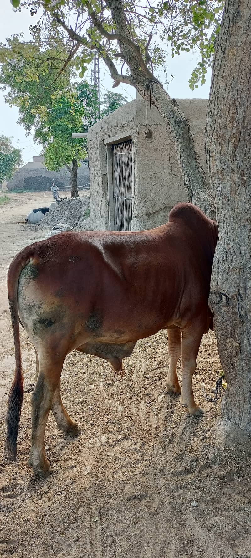 ایک عدد بچھڑا فور سیل قیمت تین لاکھ 2