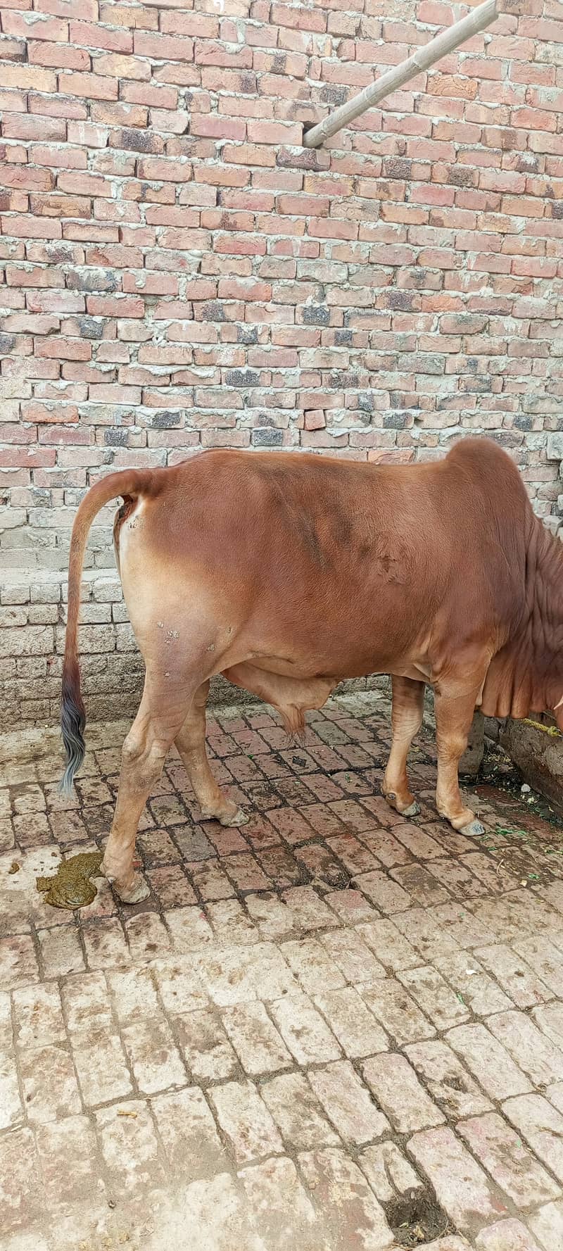 ایک عدد بچھڑا فور سیل قیمت تین لاکھ 3