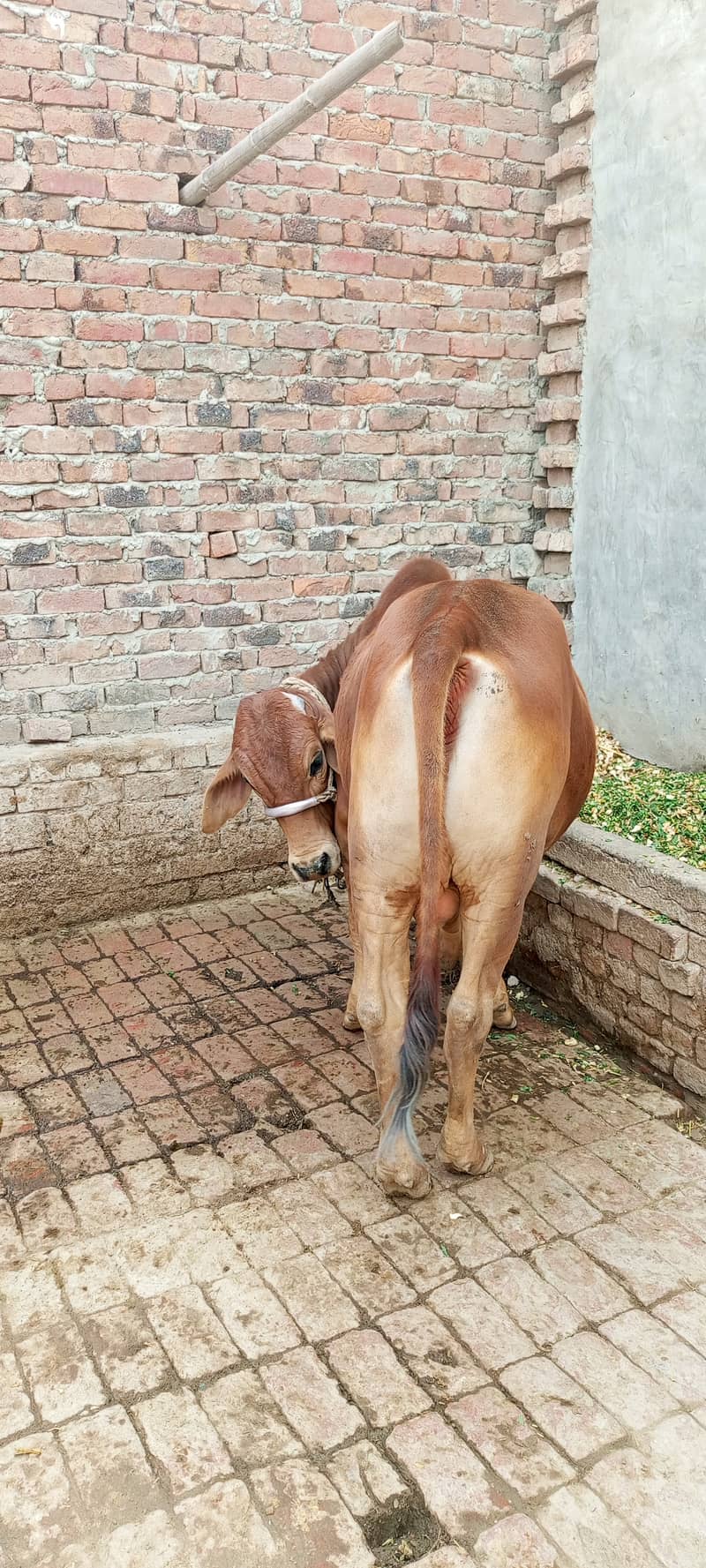 ایک عدد بچھڑا فور سیل قیمت تین لاکھ 4