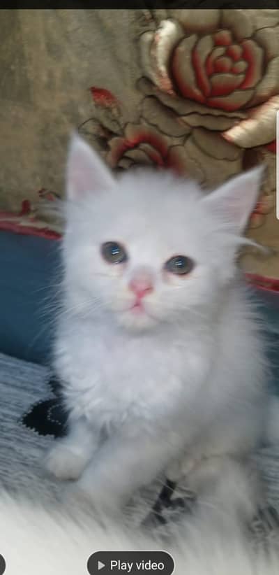 Persian Kittens | Kittens | Double Coated Kittens | Kittens For Sale