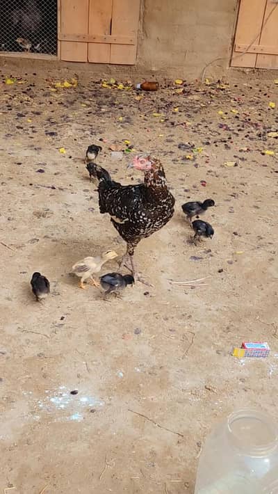 Aseel chicks for sale 700 Rs