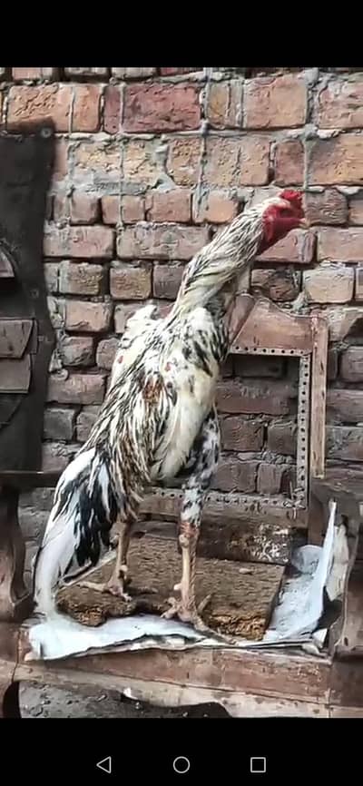 Shamo Eggs Available