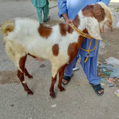 Heavy Weight Qurbani Goats for Sale – Gulabi/Kamori Mix Goats
