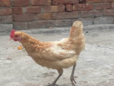 Male and female hens