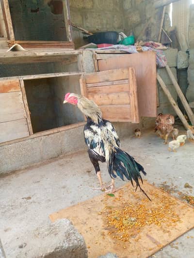 pure Aseel kala jawa