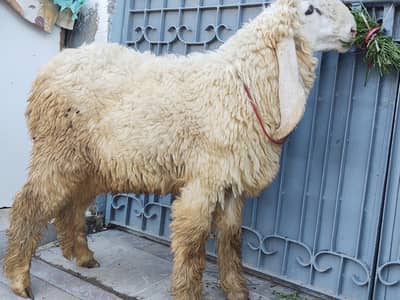 Pure Larkana H Totai Moo Nasir aa bad ka bht bht acha Bacha Shok k liy