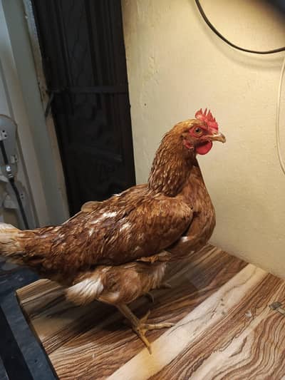 Lohmann Brown Murgi for Sale – Healthy Hen