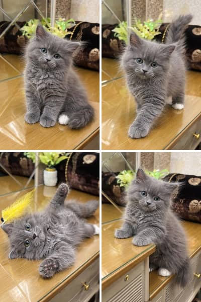 Persian Kittens Available for Sale – Healthy & Active