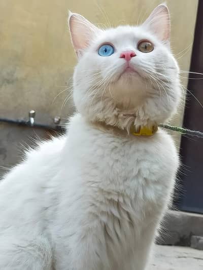 Persian white pregnant car