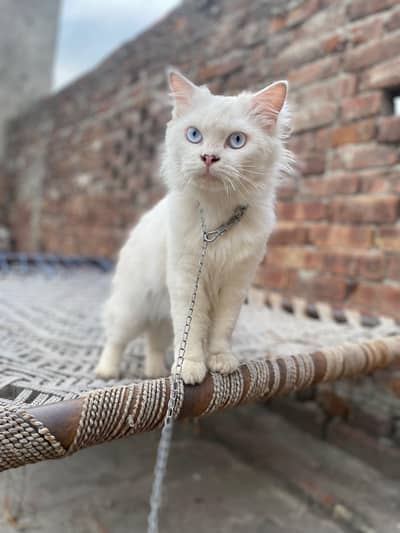 Long white coat and vibrant blue eyes.