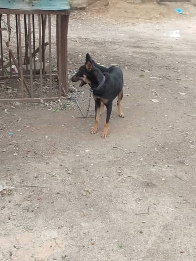 Bht pyari cheez hai Jis ko chayia rabta krein