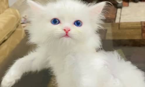 Male kitten available for sale