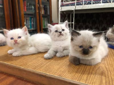 Himalayan kittens