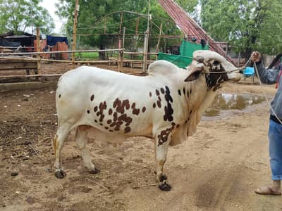 Cholistani breed for sale