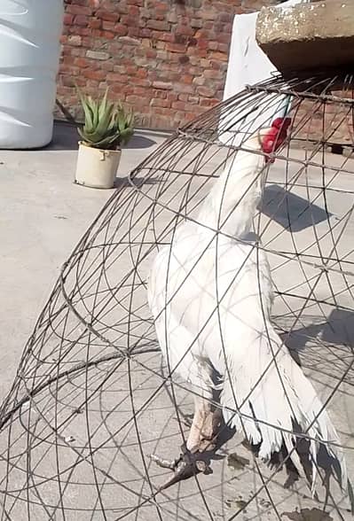 Aseel Heera full make kundal ball abi molting ker Raha ha