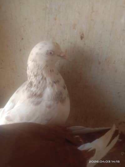 4 kaboter hain price 2500 contact 03700zero27328