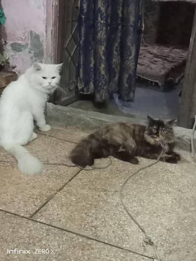 persian cat pair for sale urgent
