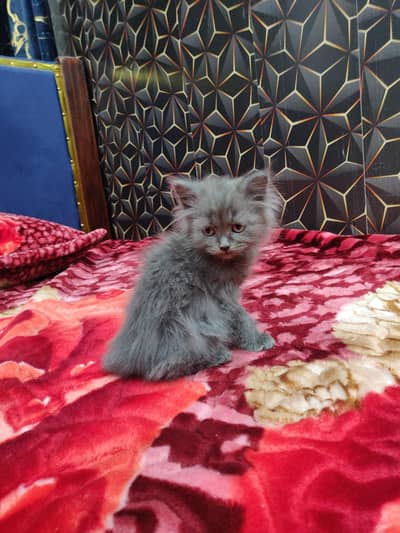 Cute Persian Kittens Available – Healthy, Playful & Home Raised ”