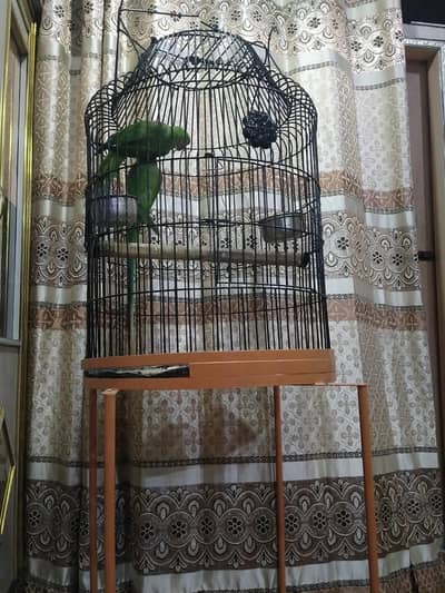 pahari piar with big size isten bay cage