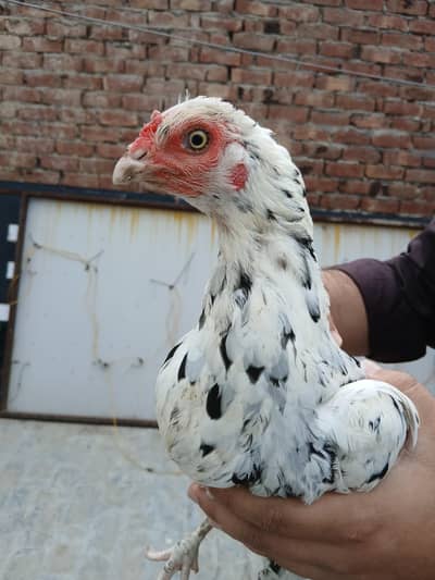 Aseel Unique Breedar