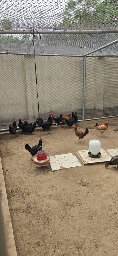 12 Australorp and Desi Murghi High Quality Eggs Laying Hens for sale.