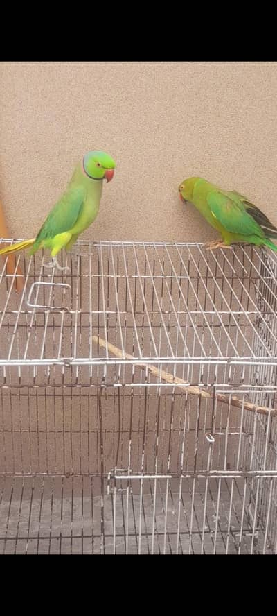 sami tame pair urjent sale