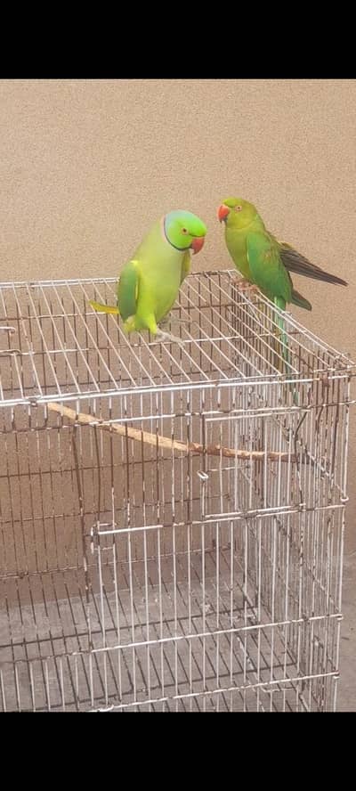 sami tame pair urjent sale