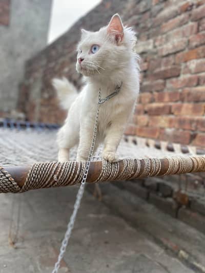 Long white coat and vibrant blue eyes.