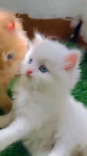 Persian kitten for urgent sale my WhatsApp number 032869729ten