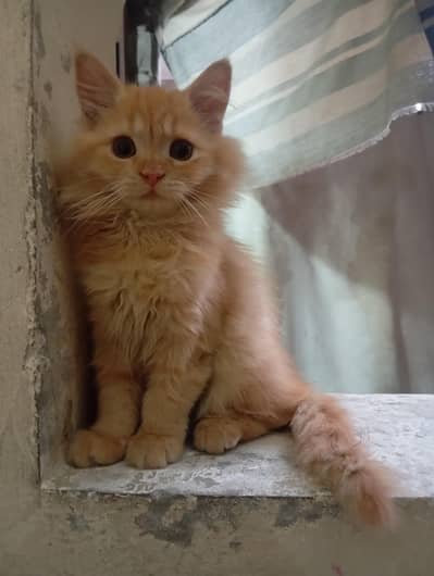 Persian female kitten for sale
