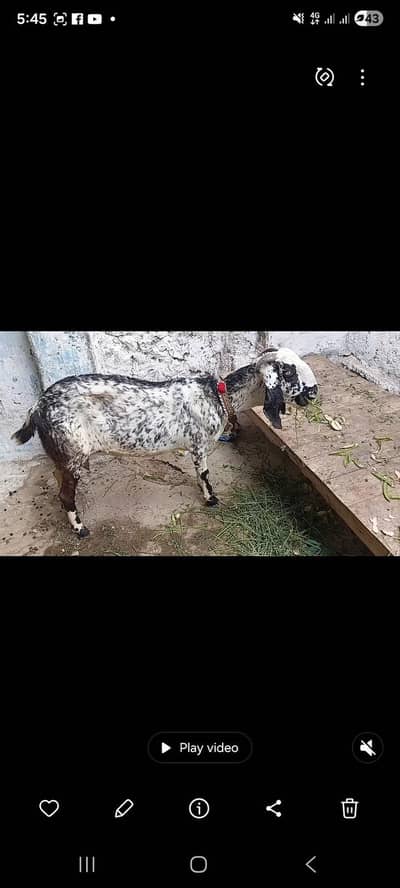 Black makachini bakri for sale