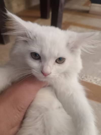 Kittens avaliable (pair)