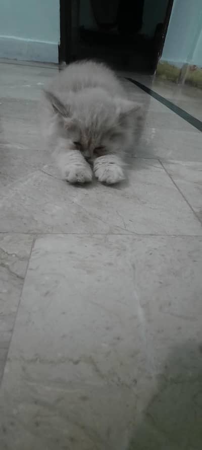 female persian kiiten 0310 3044458