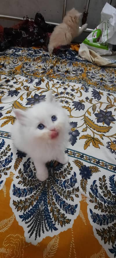 persian kiiten for cell