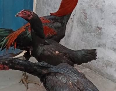 Pure female thai + pokoy AseeL