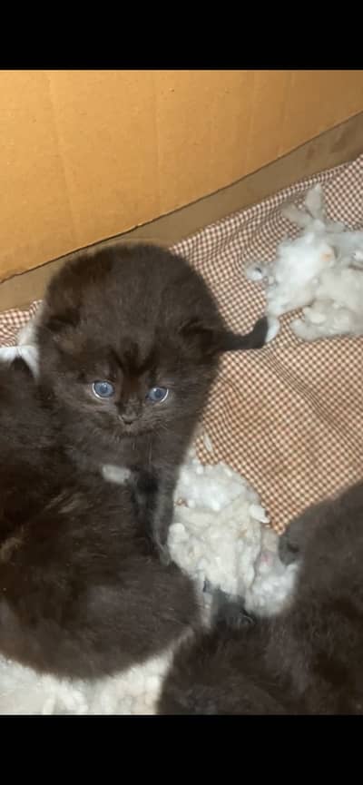Black persian kittens (03139288575)wtsp nmbr