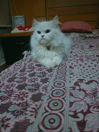 blue eyes tripple coted persion cat