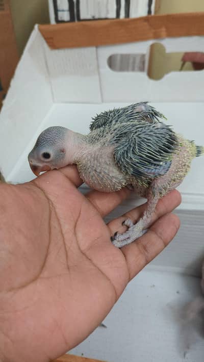 parrot chicks available for sale