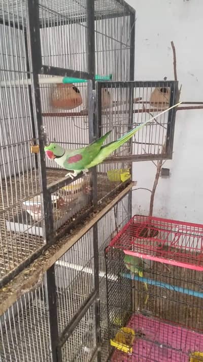 pahari raw parrot